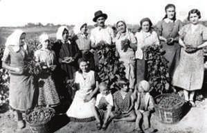ДАНКА ВИШЕКРУНА Сл. 6 У винограду Ђуре Вакиног, око 1930 (реп. фот. П. П. Ј.) Fig. 6 In Đura Vakin s vineyard around 1930 (reproduction photograph P.P.J.