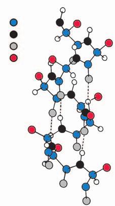 4. Proteinak Aminoazido-katea ez da egitura zurruna, malgua da, aminoazidoen artean dauden loturek (lotura peptikoak salbu) biratu egin dezaketelako.