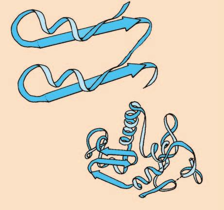 4. Proteinak α helizea β lamina β lamina Proteinen egitura tertziarioaren adibideak, egitura sekundario desberdineko zatiak ikusten direla: α helizea, β lamina eta zoriaren araberako tolestura.