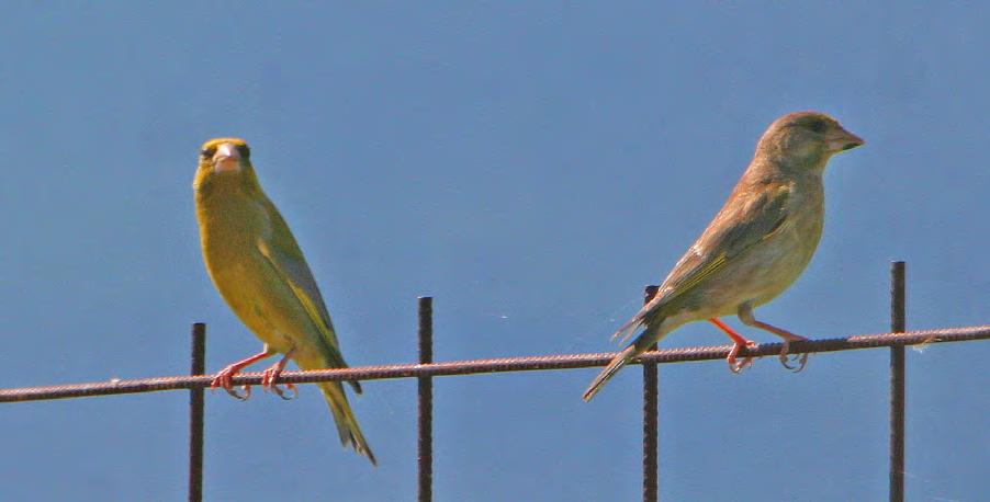 Τάξη: Passeriformes (Στρουθιόµορφα) Οικογένεια: Fringillidae (Σπίζες) Είδος: Carduelis chloris (Φλώρος) Γνωρίσµατα: Μικρό πουλί (15εκ.