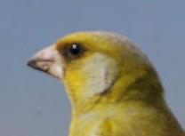 Συγκεκριµένα το αρσενικό έχει γκριζοπράσινο πάνω φτέρωµα, κιτρινοπράσινο στήθος, γκρίζα τα πλαϊνά του κεφαλιού και κιτρινωπά πρωτεύοντα φτερά (Φωτογραφία 370).