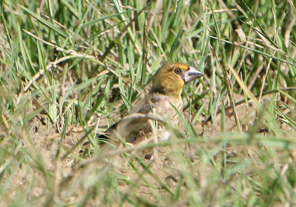 Τάξη: Passeriformes (Στρουθιόµορφα) Οικογένεια: Fringillidae (Σπίζες) Είδος: Coccothraustes coccothraustes (Χονδροµύτης) Γνωρίσµατα: Είναι το µεγαλύτερο (18εκ.