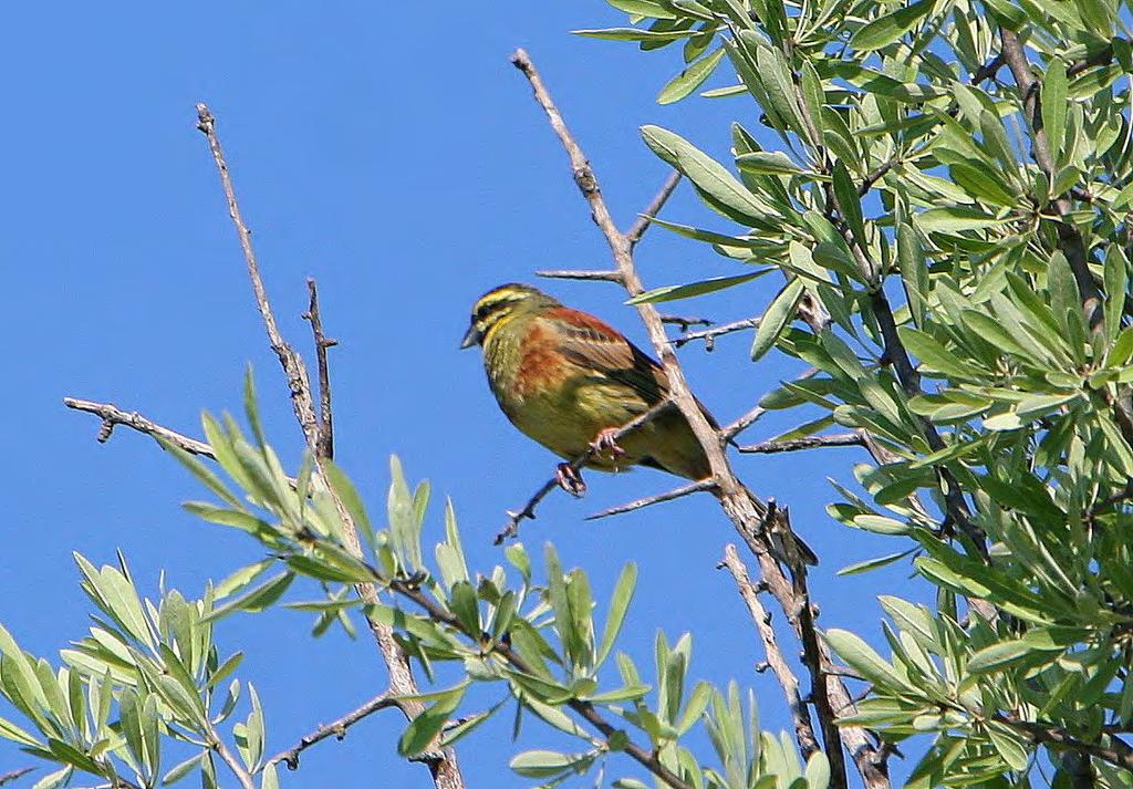 Τάξη: Passeriformes (Στρουθιόµορφα) Οικογένεια: Emberizidae (Τσιχλόνια) Είδος: Emberiza cirlus (Σιρλοτσίχλονο) Γνωρίσµατα: Έχει µέγεθος (15-16εκ.) λίγο µεγαλύτερο από το Σπουργίτη.