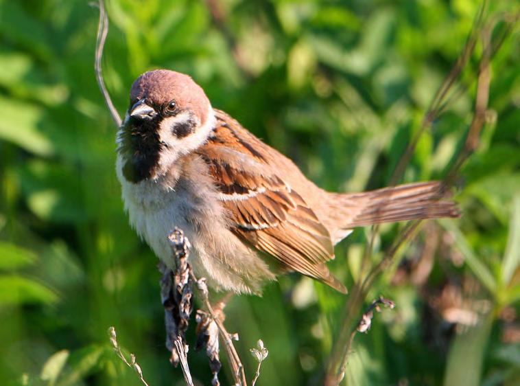 Τάξη: Passeriformes (Στρουθιόµορφα) Οικογένεια: Passeridae (Σπουργίτια) Είδος: Passer montanus ( εντροσπουργίτης) Γνωρίσµατα: Έχει το ίδιο µέγεθος (14εκ.