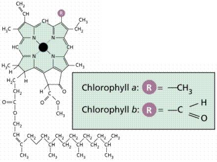 Chlorofilas 1 2 3 I