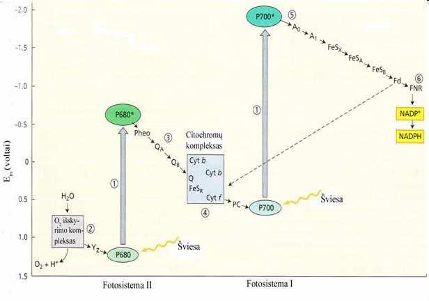 Pirmos (FS-I) ir antros (FS-II) fotosintetinių sistemų sąveika.