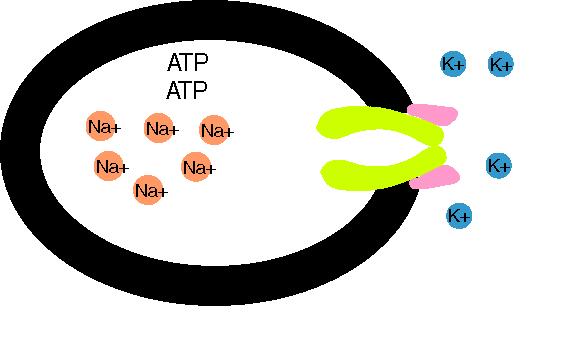 Αντλία Na+-K+ 2 στερεοδιαταξικές διαμορφώσειςδιατάξεις: Α1= ανοικτή στο εξωτερικό με υψηλή συγγένεια στο Na A2= ανοικτή στο εσωτερικό με υψηλή συγγένεια στο Κ Νa φωσφορυλιώνει και