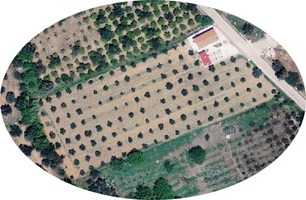 αγρό, υπάρχει εγκατεστημένη καλλιέργεια 140 ελαιοδένδρων δεκαπενταετίας, ποικιλίας «Κορωνέικη» (cv. Koroneiki). Η φύτευση έχει γίνει 6Χ6m.