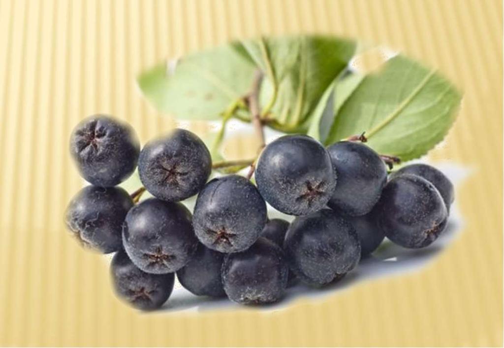 ARONIA BERRIES Ισχυρή αντιοξειδωτική δράση Καθαρίζει τον οργανισμό από βαρέα μέταλλα Θετική επίδραση στο στομάχι