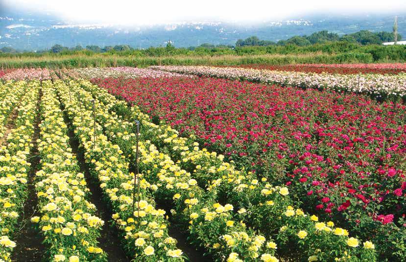 Λίγα λόγια για εμάς Τα Φυτώρια Κωνσταντινίδη είναι μια επιχείρηση που ξεκίνησε το 1991 από τον Γεώργιο Κωνσταντινίδη στο Ριζάρι Έδεσσας με βασική δραστηριότητα την παραγωγή και εμπορία τριανταφυλλιών.
