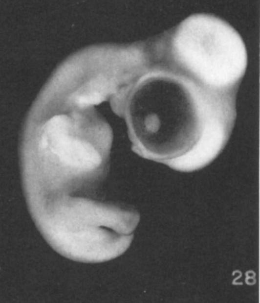 Development of Vertebrates. Saunders).