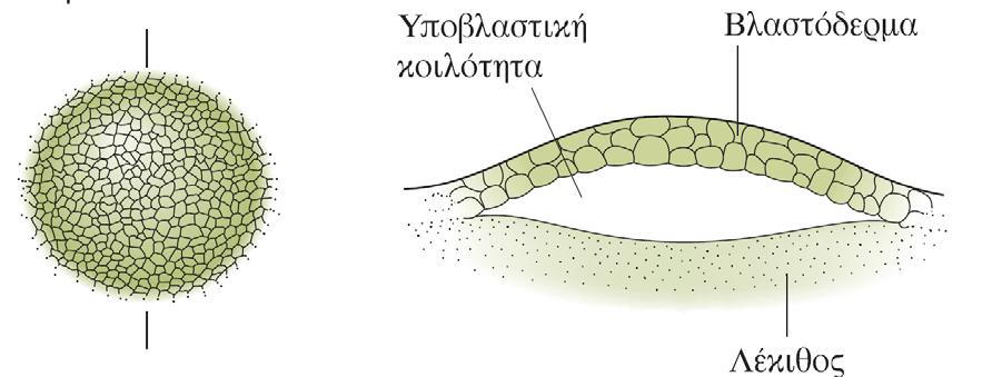 Φυσιολογική ανάπτυξη Έμβρυο σταδίου V (διέλευση μήτρας) Βλαστόδερμα Μερικές εκατοντάδες κύτταρα Χ Χ Χ ΡΑΧΗ ΚΟΙΛΙΑ Καθορισμός ραχαιοκοιλιακής ασυμμετρίας εμβρύου EMBΡΥΟ 1.