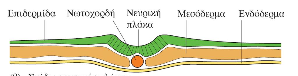 Φυσιολογική ανάπτυξη διαδοχική εμφάνιση