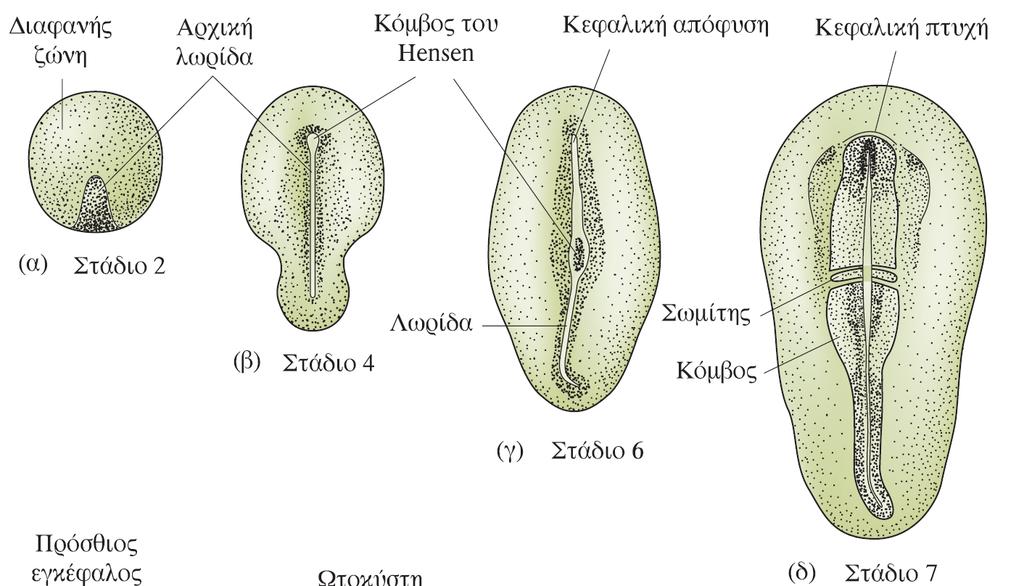 Φυσιολογική