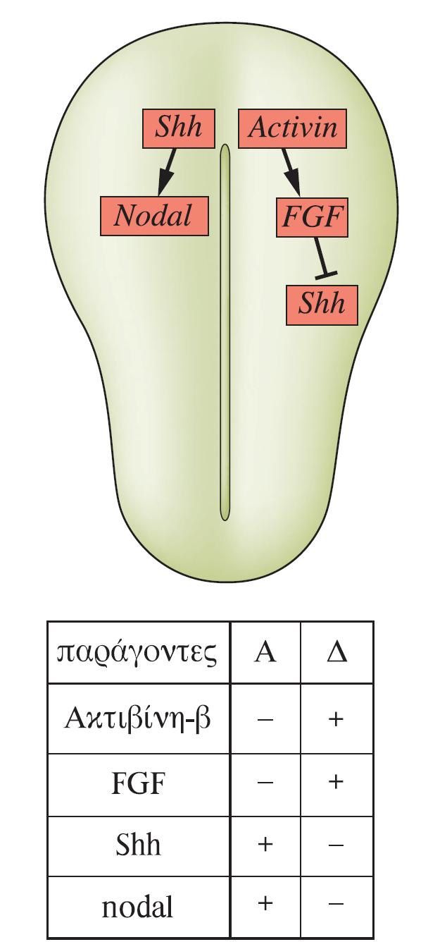 Τοπική εξειδίκευση του πρώιμου εμβρύου Levin et al.