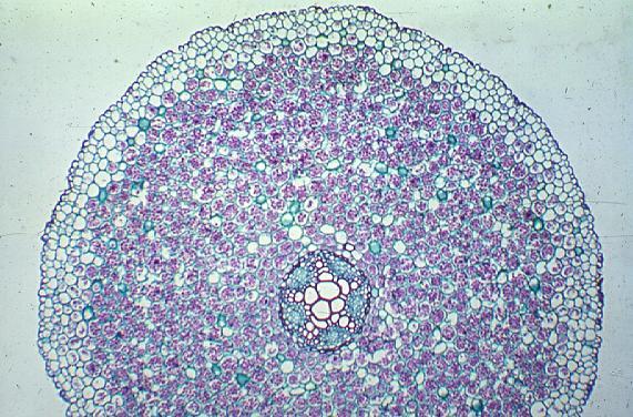 Εγκάρσια τομή πρωτογενούς ρίζας Δικότυλου φυτού 1