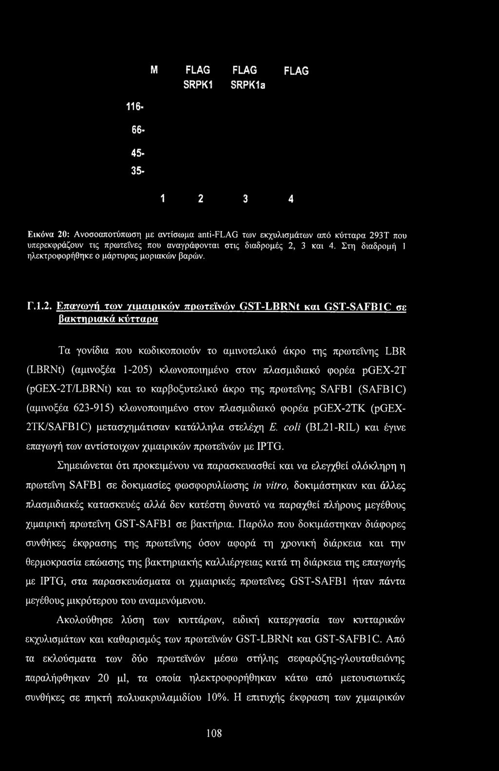 Σημειώνεται ότι προκειμένου να παρασκευασθεί και να ελεγχθεί ολόκληρη η πρωτεΐνη SAFB1 σε δοκιμασίες φωσφορυλίωσης in vitro, δοκιμάστηκαν και άλλες πλασμιδιακές κατασκευές αλλά δεν κατέστη δυνατό να