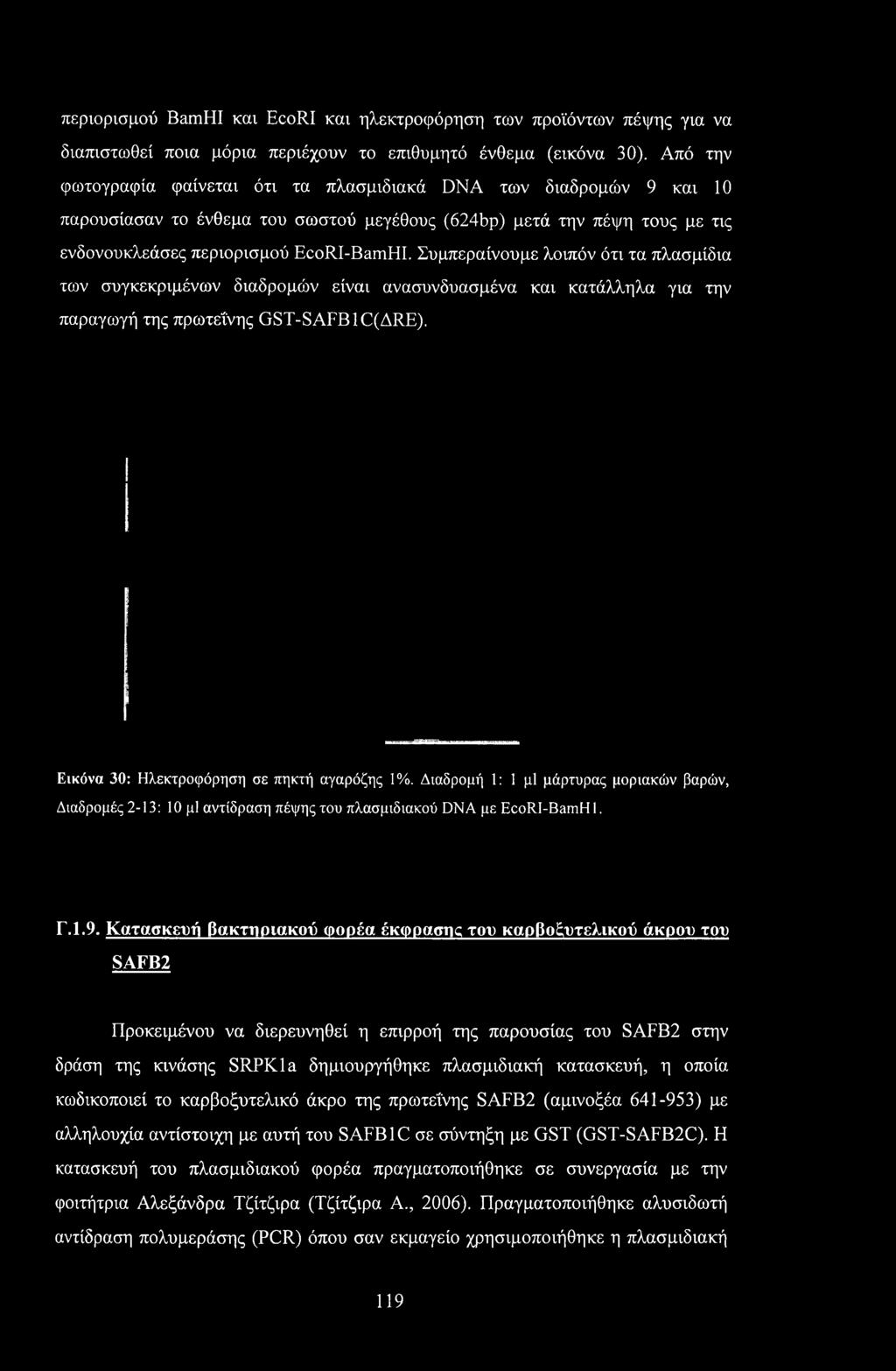 Συμπεραίνουμε λοιπόν ότι τα πλασμίδια των συγκεκριμένων διαδρομών είναι ανασυνδυασμένα και κατάλληλα για την παραγωγή της πρωτεΐνης GST-SAFBIC(ARE). Εικόνα 30: Ηλεκτροφόρηση σε πηκτή αγαρόζης 1%.