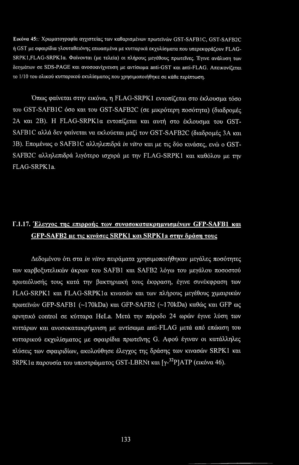 Εικόνα 45:: Χρωματογραφία αγχιστείας των καθαρισμένων πρωτεϊνών GST-SAFB1C, GST-SAFB2C ή GST με σφαιρίδια γλουταθειόνης επωασμένα με κυτταρικά εκχυλίσματα που υπερεκφράζουν FLAG- SRPKl,FLAG-SRPKla.