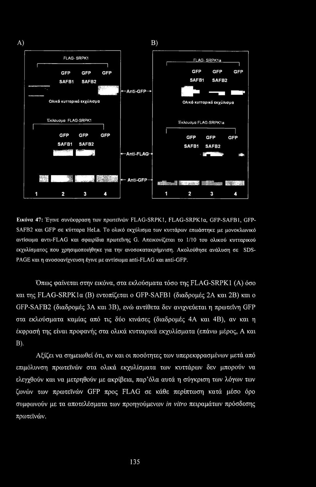 g Mjj j jj s irir; 1 «- Anti-GFP- μηηηιιβηηηη ΗΒΗ ΗΒΗΗ 1 2 3 4 12 3 4 Εικόνα 47: Έγινε συνέκφραση των πρωτεϊνών FLAG-SRPK1, FLAG-SRPKla, GFP-SAFB1, GFP- SAFB2 και GFP σε κύτταρα HeLa.