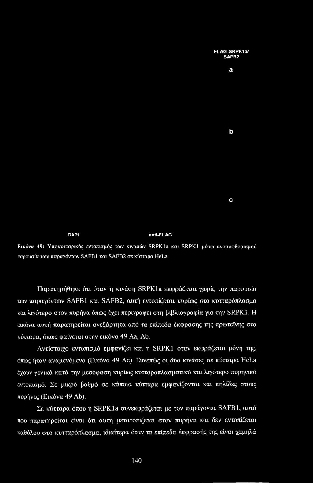 βιβλιογραφία για την SRPK1. Η εικόνα αυτή παρατηρείται ανεξάρτητα από τα επίπεδα έκφρασης της πρωτεΐνης στα κύτταρα, όπως φαίνεται στην εικόνα 49 Aa, Ab.