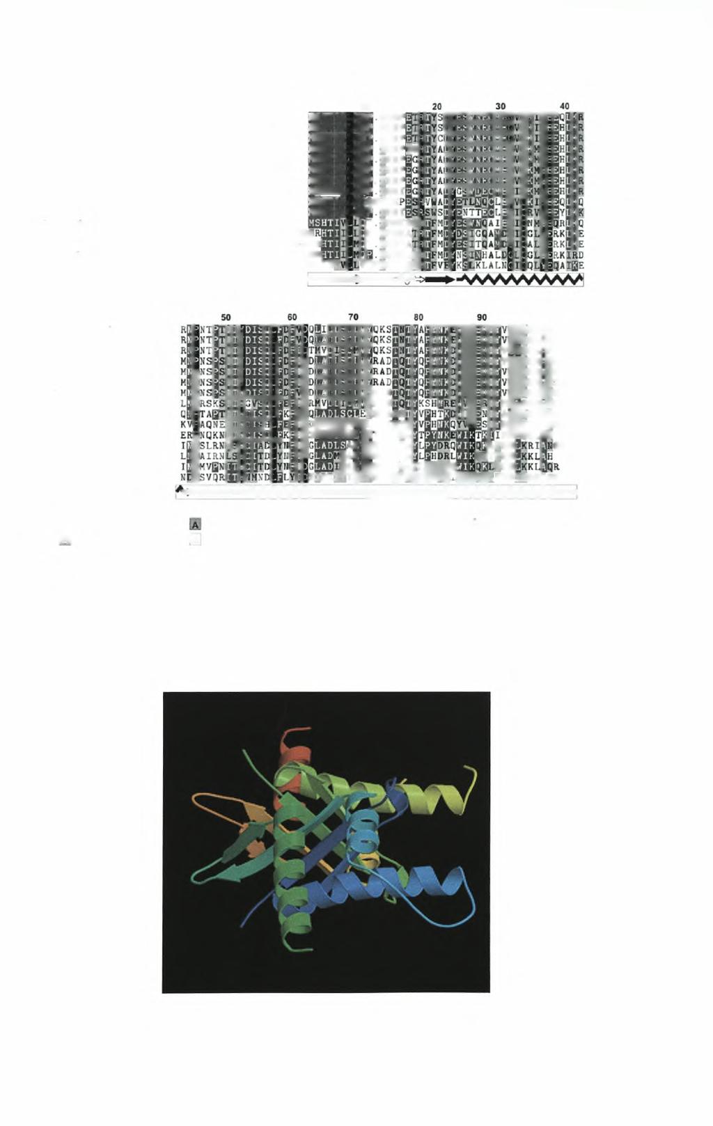 Anopheles gambiae Aedes aegypti Drosophila mclanogastor Xenopus laevis Homo sapiens Rattus norvegicus Danio rerio Mus musculus Echinococcus multilocularis Caenorhabditis elegans Dictyostehum