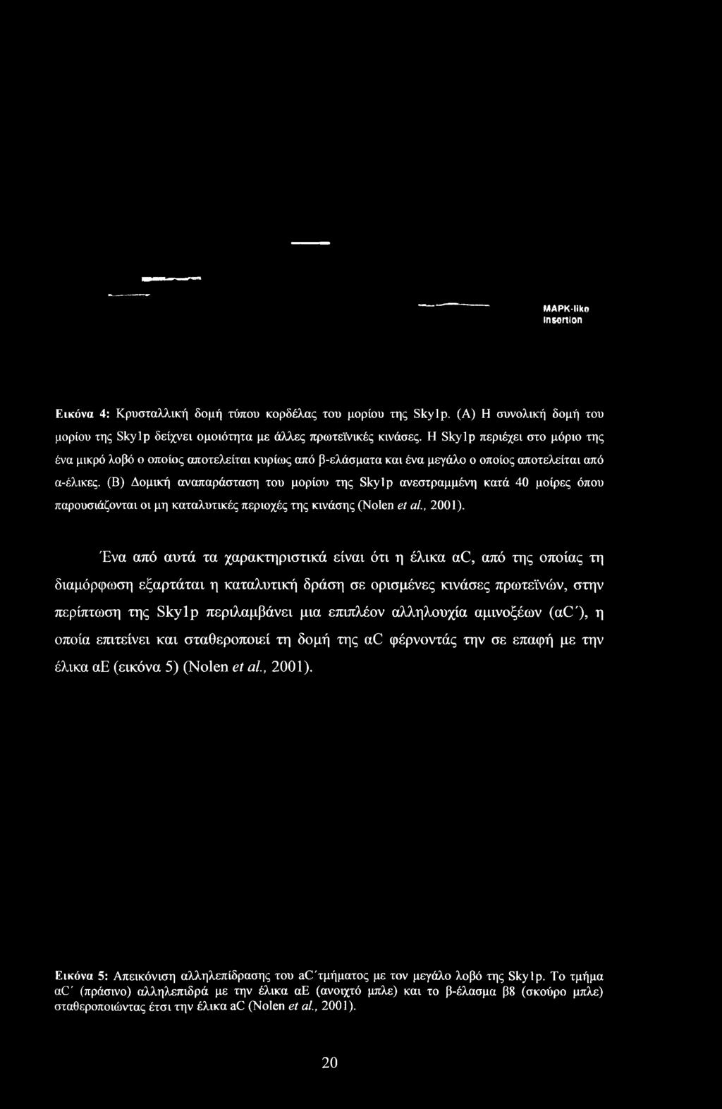 (Β) Δομική αναπαράσταση του μορίου της Skylp ανεστραμμένη κατά 40 μοίρες όπου παρουσιάζονται οι μη καταλυτικές περιοχές της κινάσης (Nolen et al., 2001).