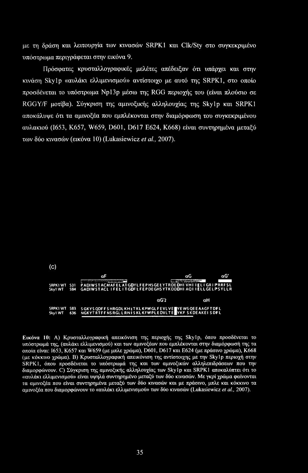 συντηρημένα μεταξύ των δύο κινασών (εικόνα 10) (Lukasiewicz et al., 2007).