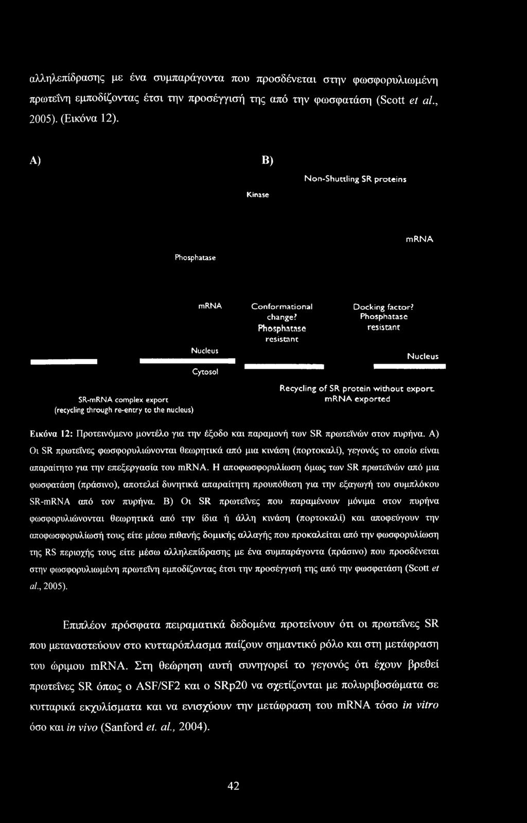 Α) Οι SR πρωτεΐνες φωσφορυλιώνονται θεωρητικά από μια κινάση (πορτοκαλί), γεγονός το οποίο είναι απαραίτητο για την επεξεργασία του mrna.