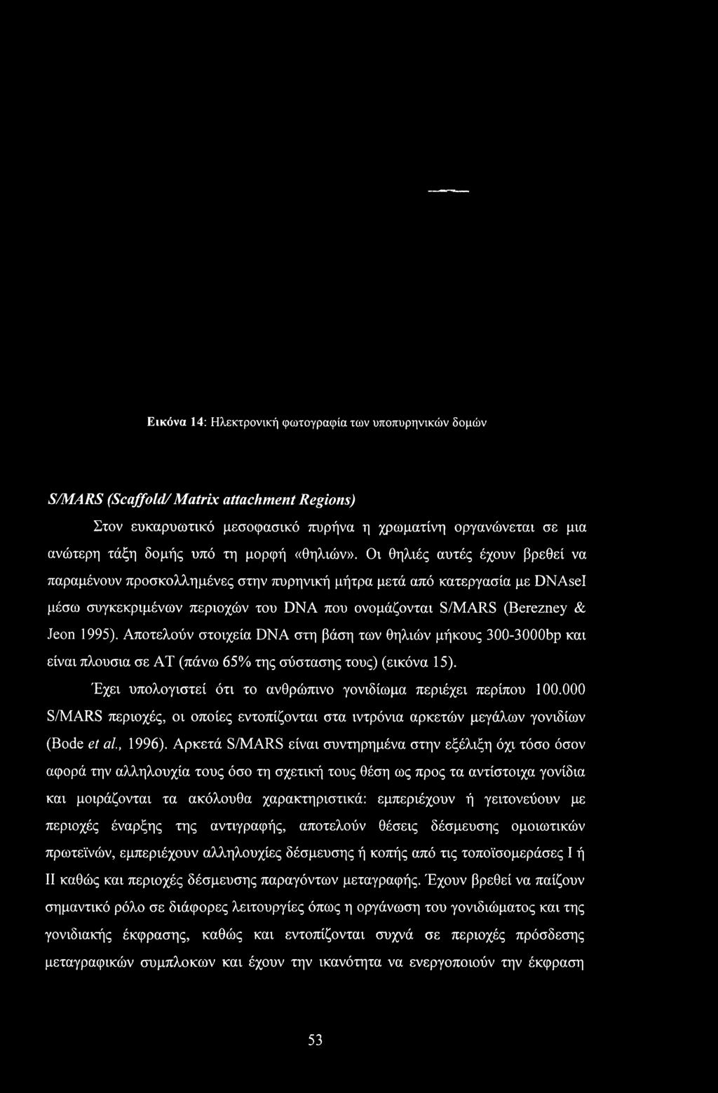 Εικόνα 14: Ηλεκτρονική φωτογραφία των υποπυρηνικών δομών S/MARS (Scaffold/Matrix attachment Regions) Στον ευκαρυωτικό μεσοφασικό πυρήνα η χρωματίνη οργανώνεται σε μια ανώτερη τάξη δομής υπό τη μορφή