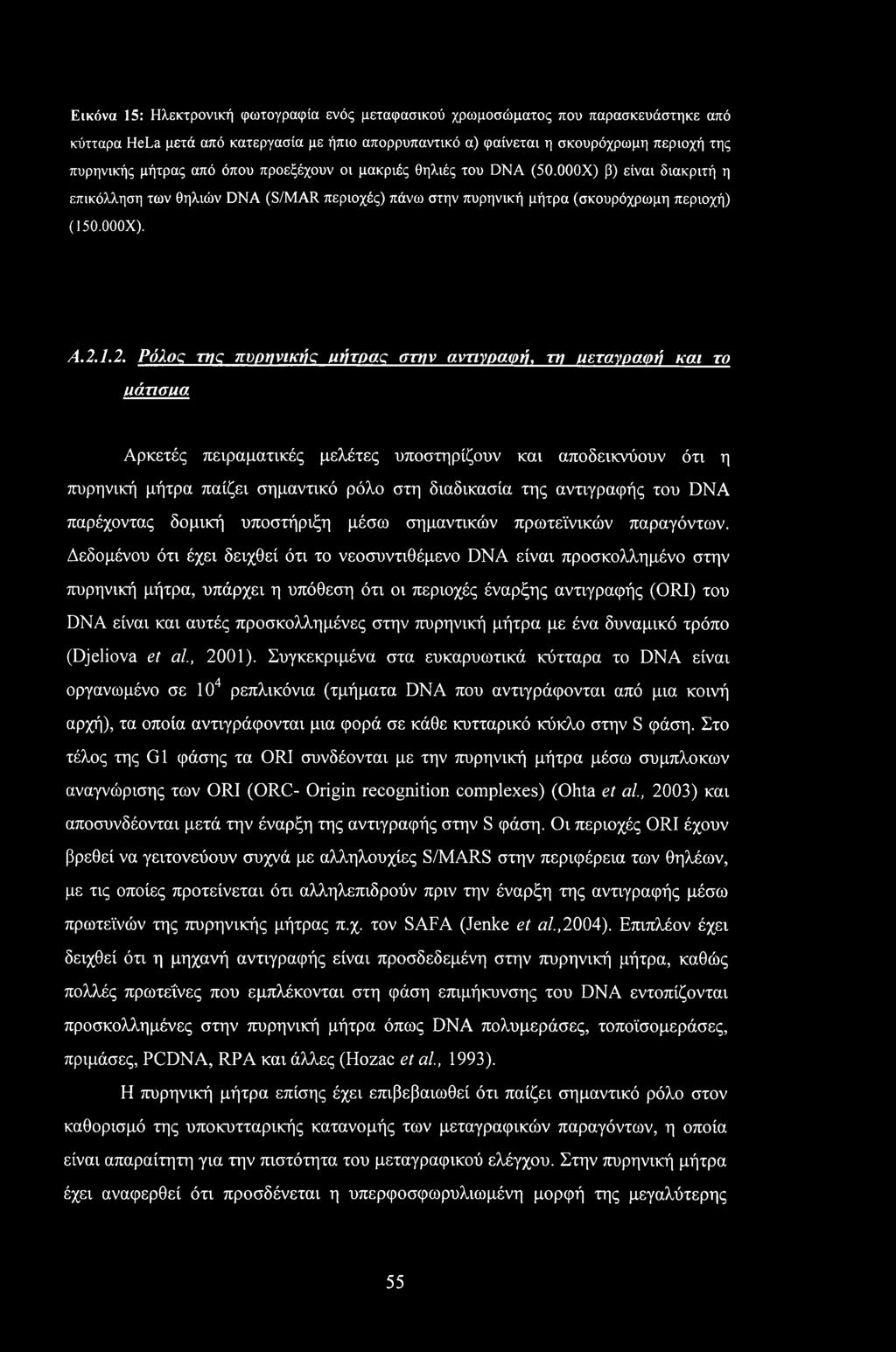 Εικόνα 15: Ηλεκτρονική φωτογραφία ενός μεταφασικού χρωμοσώματος που παρασκευάστηκε από κύτταρα HeLa μετά από κατεργασία με ήπιο απορρυπαντικό α) φαίνεται η σκουρόχρωμη περιοχή της πυρηνικής μήτρας