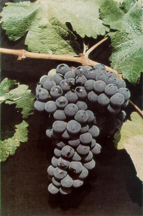 Άμπελος: Vitis Vinifera Classification: Kingdom: Division: Class: Order: Family: