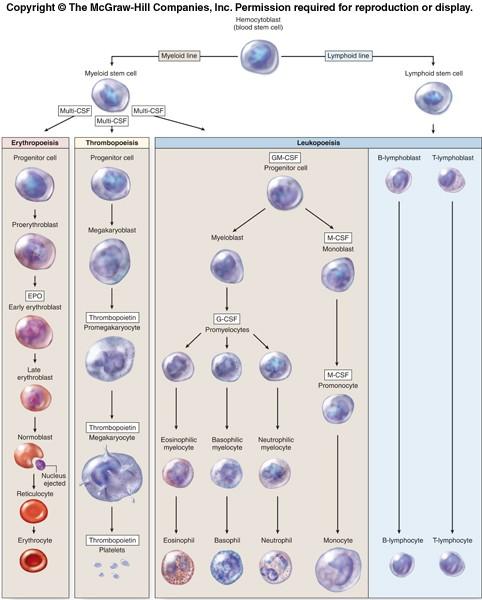 Blóðleysi (anaemia) blóðleysi er býsna algengt. Það sem gerist er að erythrocytum fækkar og við getum fengið blóðleysi af ýmsum afbrigðum.