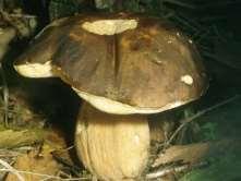 ΒΡΩΣΙΜA Boletus reticulates - Βωλίτης ο δικτυωτός Κορυφαίο φαγώσιμο είδος