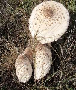 Cantharellus cibarius