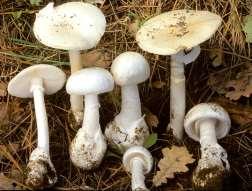 Θανάσιμα δηλητηριώδη Amanita