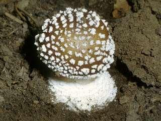 Amanita pantherina -