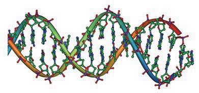 Arbori filogenetici (2) Figură: Structură ADN.