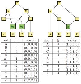 Distanţa path multiplicity dintre grafuri Similarităţile sau diferenţele dintre două reţele filogenetice pot fi determinate prin calcularea unei distanţe între reţele Distanţa path multiplicity se