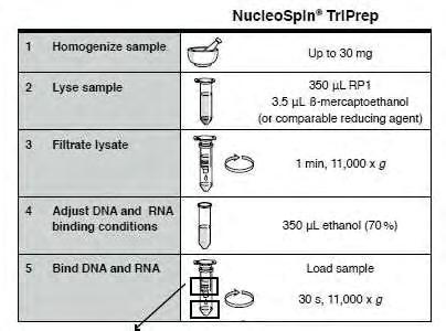 Na2HPO4 (Merck) KH2PO4 (Merck) Αιθανόλη (Sigma) Neubauer (Poly Optik GmbH) 3.