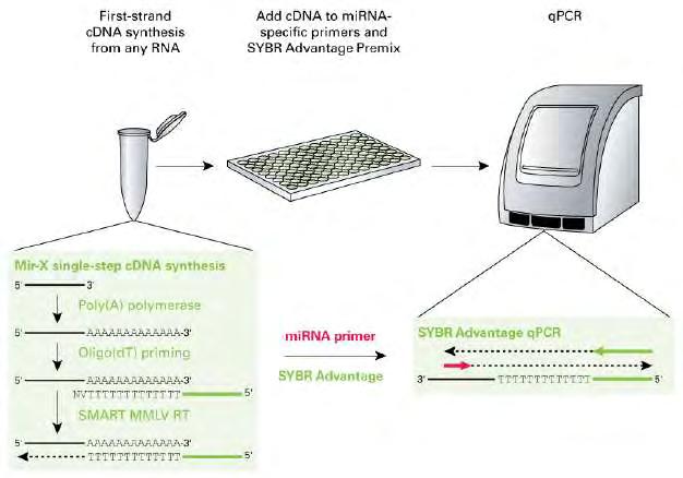 PCR. Το Mir-X mirna First-Strand Synthesis Kit χρησιμοποιείται για τη μετατροπή των μορίων mrna σε cdna και η ποσοτικοποίηση με RT-PCR θα ήταν αδύνατη σε ένα μόνο βήμα.