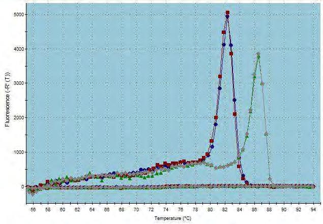 Eικόνα 17: Έλεγχος αποσιώπησης PARN: Ποσοτική RT-PCR, Amplification curve: Kαμπύλη ενίσχυσης φθορισμού.