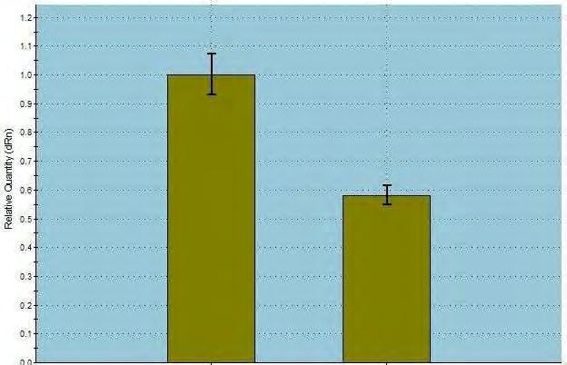 Aποσιώπηση CNOT6 MSH T-CNOT6 Εικόνα 19: Ποσοτική RT-PCR για έλεγχο των επιπέδων έκφρασης της CNOT6 μετά από αποσιώπησή της σε κύτταρα NCI-H520.