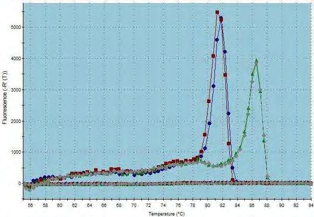 Eικόνα 21: Έλεγχος αποσιώπησης CNOT6: Ποσοτική RT-PCR, Dissociation Curve: Διάγραμμα διάστασης σήματος φθορισμού.
