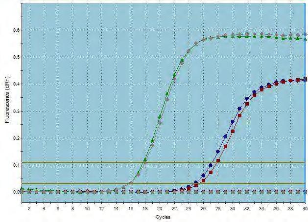 Eικόνα 23: Έλεγχος αποσιώπησης CNOT6-L: Ποσοτική RT-PCR, Amplification curve: Kαμπύλη ενίσχυσης φθορισμού.