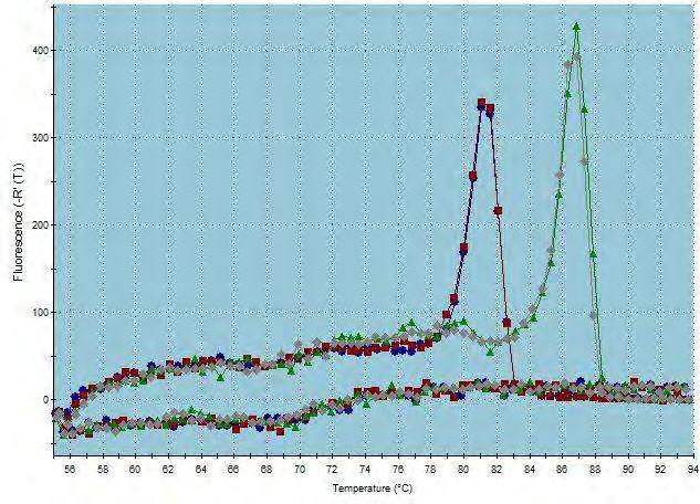 Eικόνα 24: Έλεγχος αποσιώπησης CNOT6-L: Ποσοτική RT-PCR, Dissociation Curve: Διάγραμμα διάστασης σήματος φθορισμού.