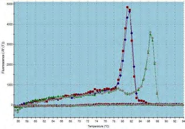 Eικόνα 27: Έλεγχος αποσιώπησης CNOT7: Ποσοτική RT-PCR, Dissociation Curve: Διάγραμμα διάστασης σήματος φθορισμού.