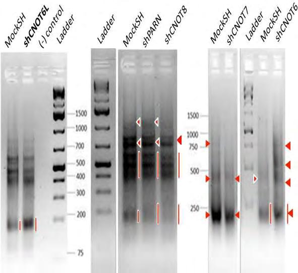 IQSEC3 Αριθμός διαδρομών 1 2 3 4 5 6 7 8 9 10 11 12 13 Eικόνα 31: LM-PAT για μετάγραφα του IQSEC3 από κύτταρα NCI-H520 στα οποία έχει γίνει αποσιώπηση των απαδενυλασών CNOT6-L, PARN, CNOT8, CNOT7 και