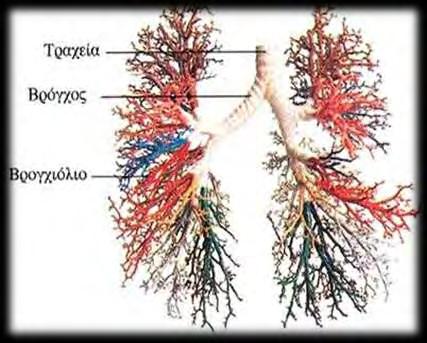 Στη συνέχεια αναφέρονται τα βασικά μέρη του αναπνευστικού συστήματος κατά σειρά που τα διαπερνά ο αέρας και αναλύεται ο ρόλος τους περαιτέρω. Επιγλωττίδα.
