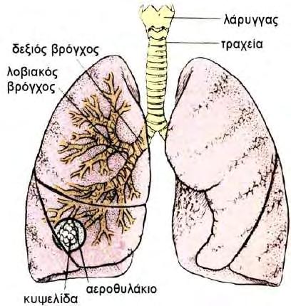 Λοβοί των πνευμόνων. Κάθε πνεύμονας υποδιαιρείται σε λοβούς με βαθιές μεσολόβιες σχισμές. Ο δεξιός πνεύμονας αποτελείται από τρεις λοβούς (άνω- μέσο - κάτω).